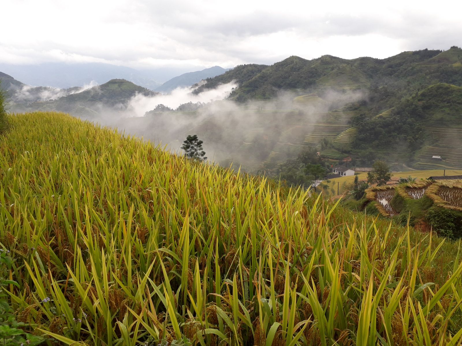Rice terraces in Hoang Su Phi